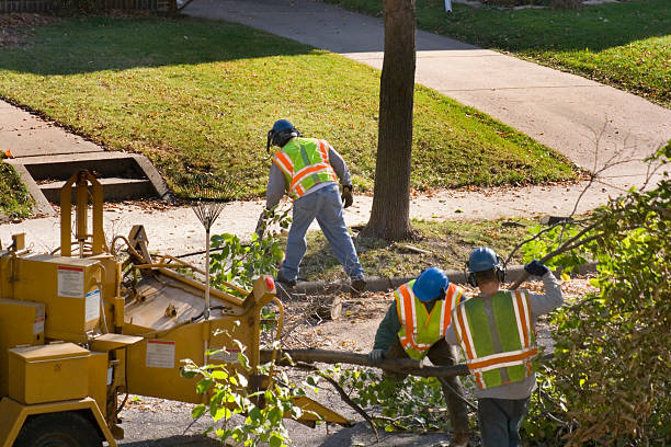 Brooklyn, WI Tree Removal Company